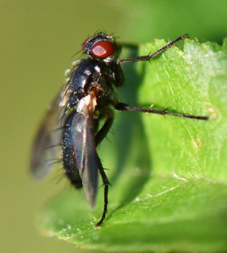 Paykullia maculata